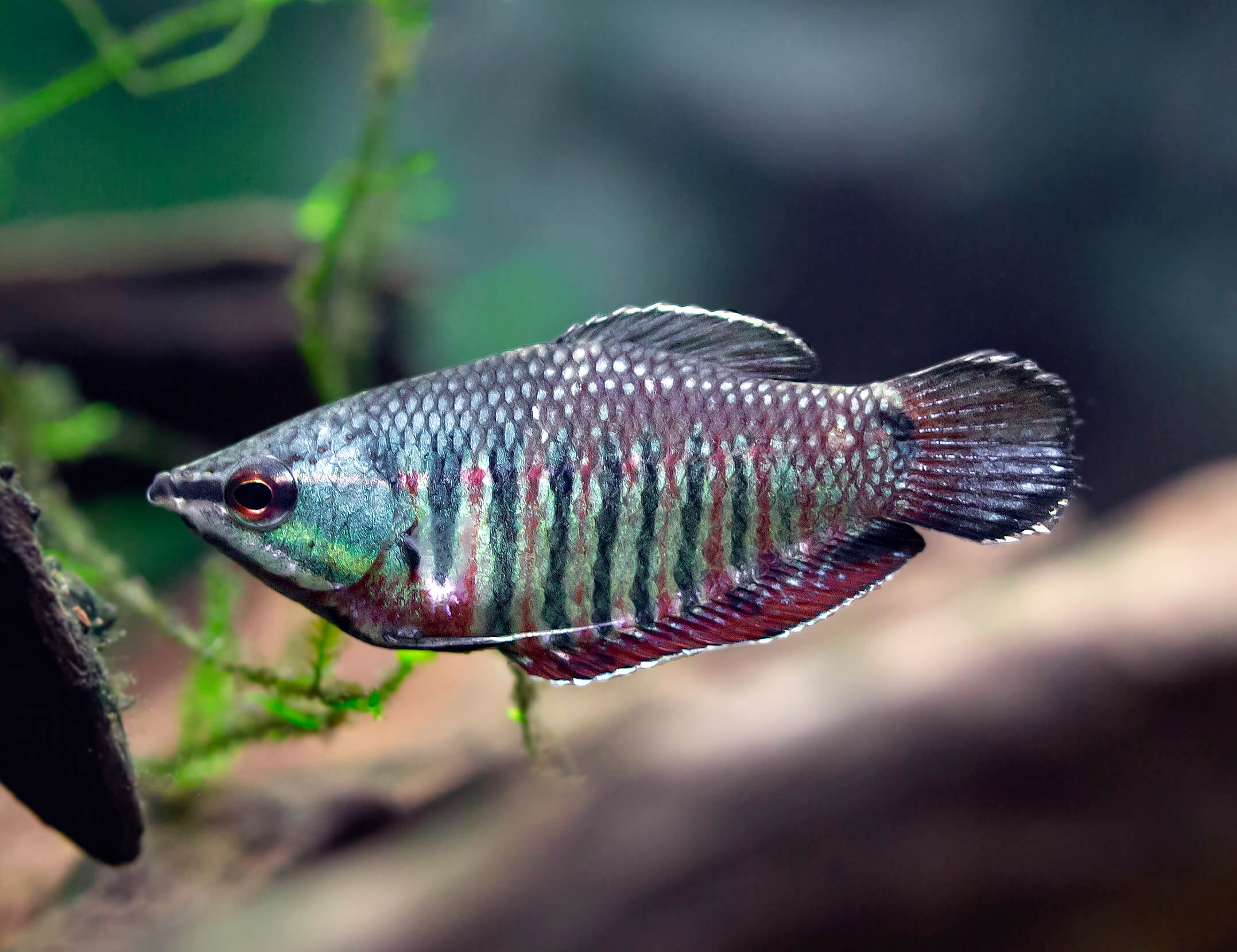 Red Chocolate Gourami (Sphaerichthys vaillanti)